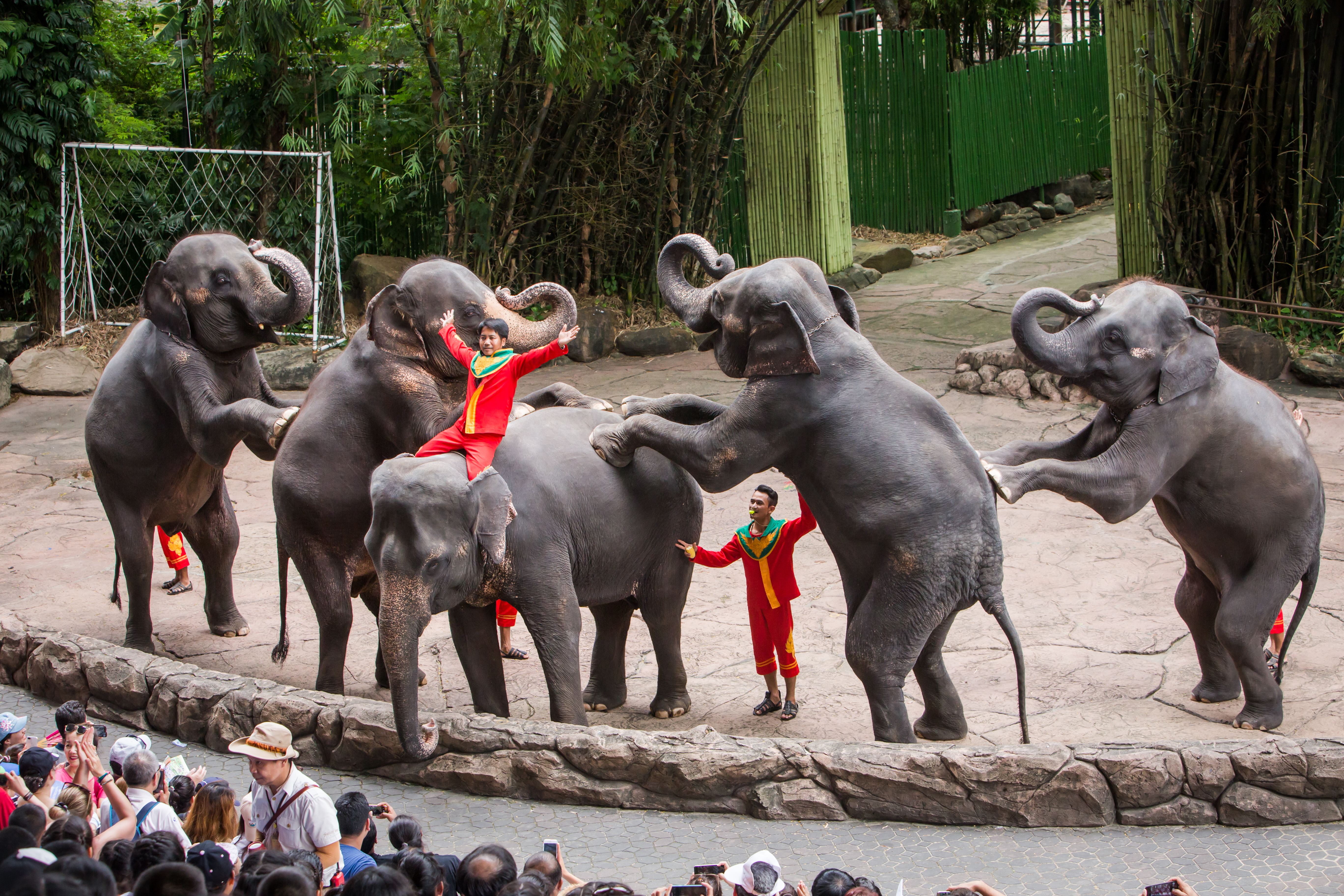 Elephant show Safari World Bangkok Marine Park — Asian elephants up close for families